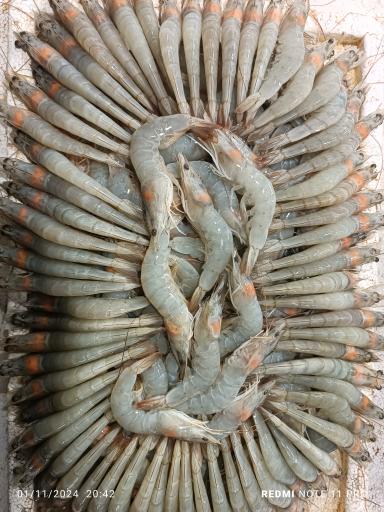 عکس  بازار ماهی سرچشمه