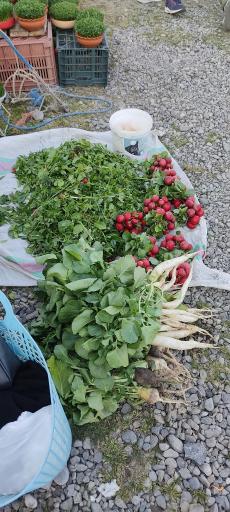 عکس دوشنبه بازار