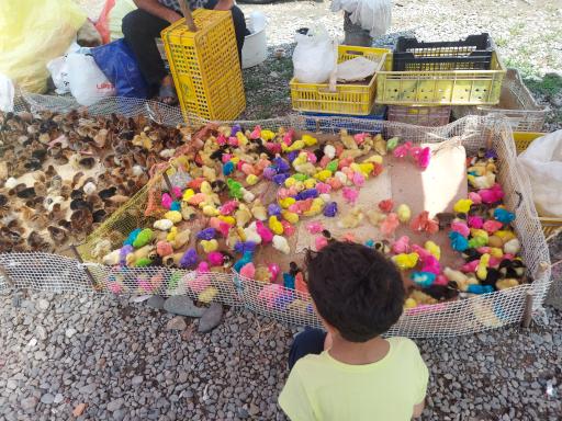 عکس دوشنبه بازار