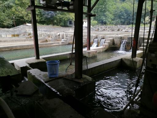 عکس کباب ماهی عمو اصغر