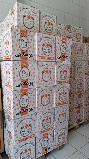 عکس پخش تخم مرغ برلیان