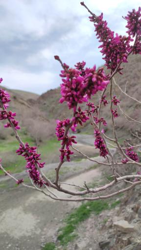 عکس دره ارغوان