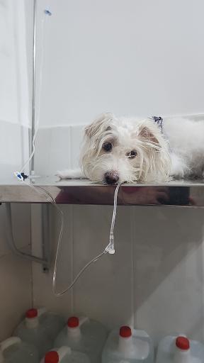 عکس کلینیک دامپزشکی و پت شاپ نوین