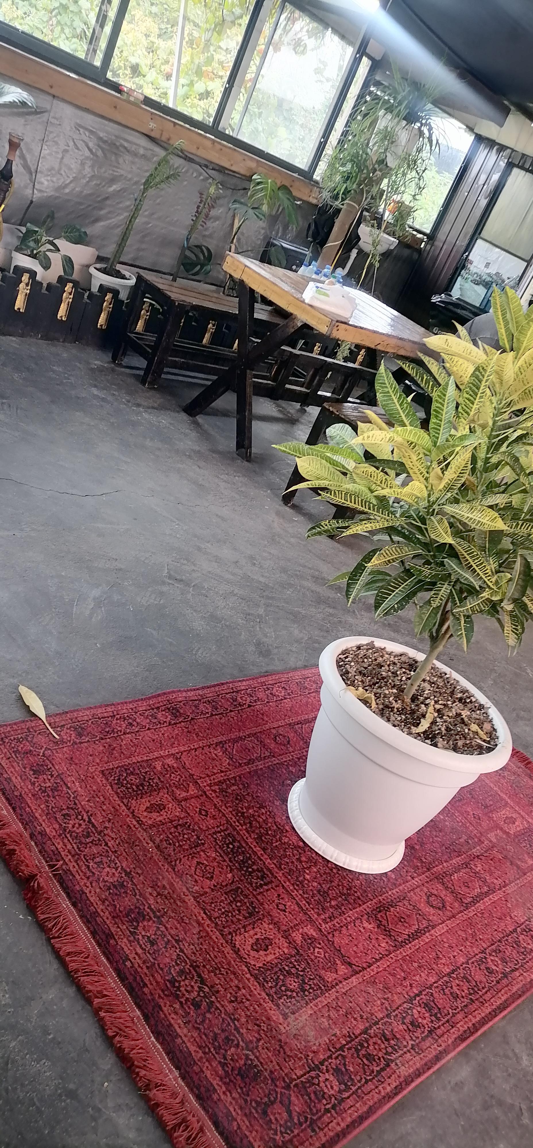 عکس کافه نوپل