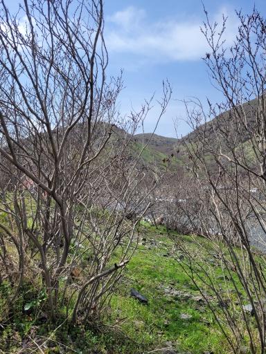 عکس دره ارغوان