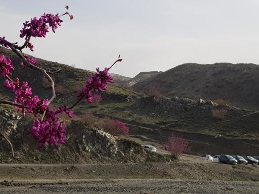 عکس دره ارغوان