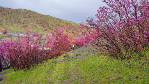 عکس دره ارغوان