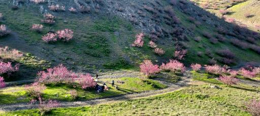 عکس دره ارغوان