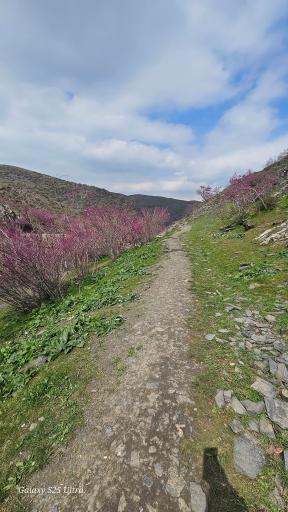 عکس دره ارغوان