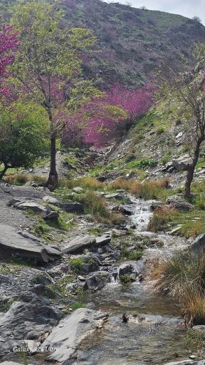 عکس دره ارغوان