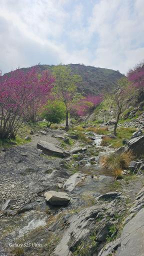 عکس دره ارغوان