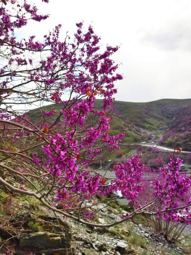 عکس دره ارغوان