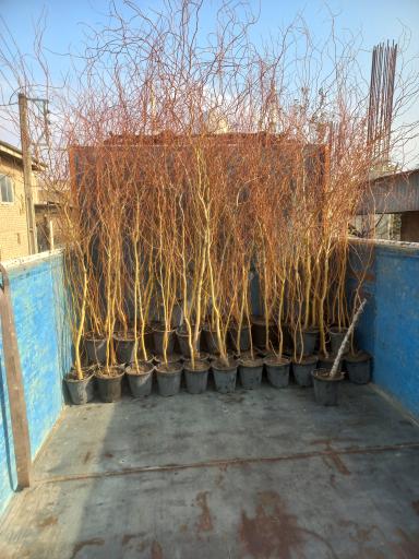 عکس نهالستان تاجیک و پسران