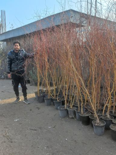 عکس نهالستان تاجیک و پسران