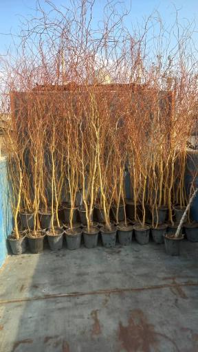 عکس نهالستان تاجیک و پسران