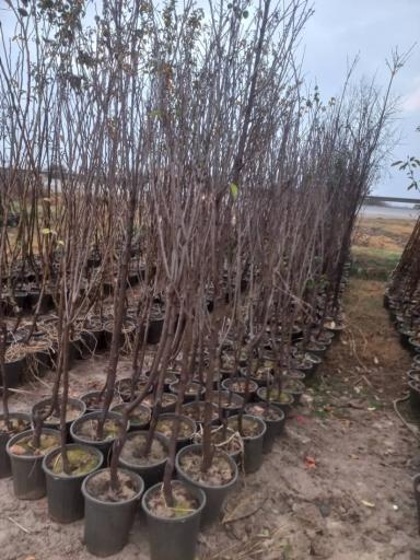 عکس نهالستان تاجیک و پسران