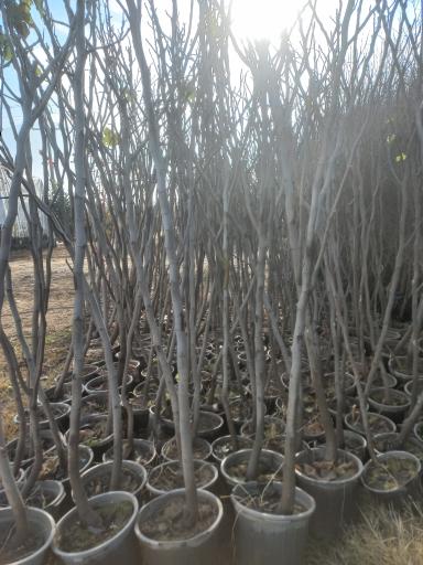 عکس نهالستان تاجیک و پسران