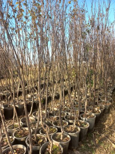 عکس نهالستان تاجیک و پسران