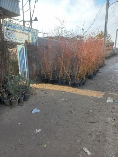 عکس نهالستان تاجیک و پسران