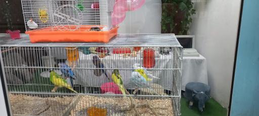 عکس شهر مشاغل کاربازیا