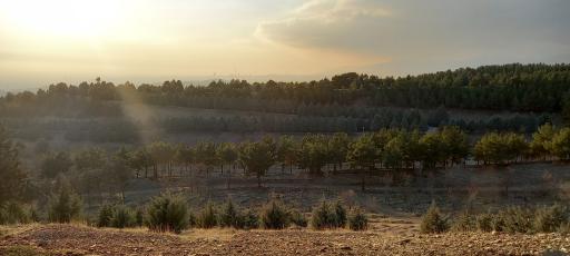 بوستان جنگلی یاس شمالی