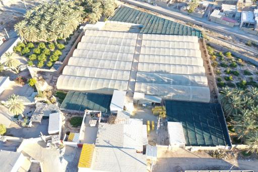 عکس گلخانه تولید نشا مهرگان جم