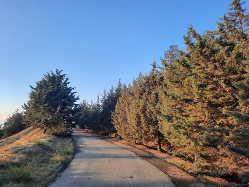 بوستان جنگلی یاس شمالی