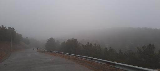 عکس بوستان جنگلی یاس شمالی