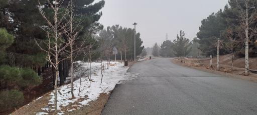 عکس بوستان جنگلی یاس شمالی