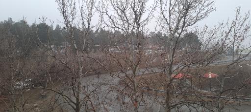 عکس بوستان جنگلی یاس شمالی