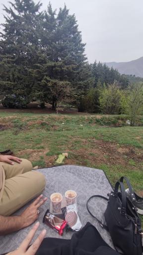 عکس بوستان جنگلی یاس شمالی