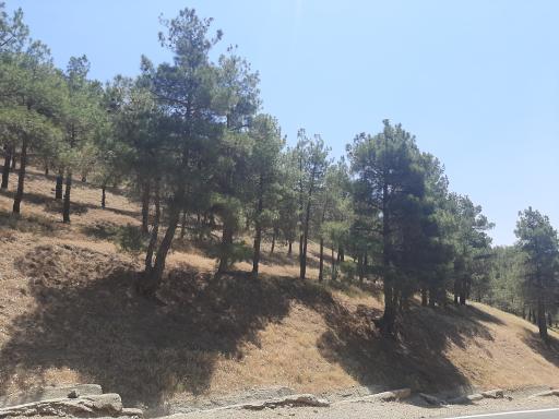 عکس بوستان جنگلی یاس شمالی