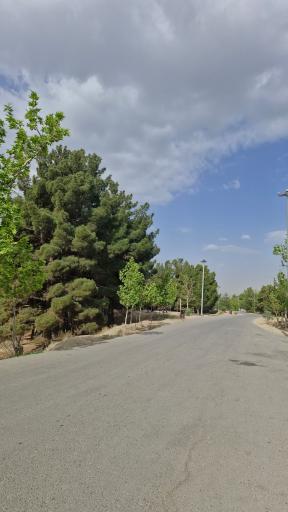 عکس بوستان جنگلی یاس شمالی