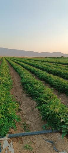 عکس کره‌ای