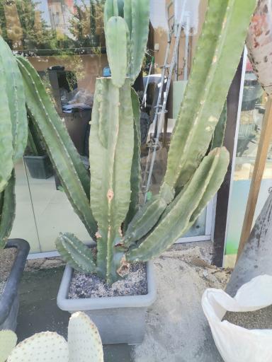 عکس گل باغ آناندا