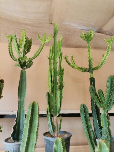 عکس گل باغ آناندا