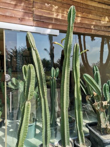 عکس گل باغ آناندا