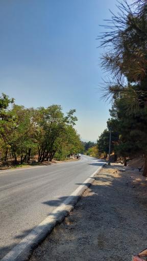 عکس بوستان جنگلی یاس شمالی