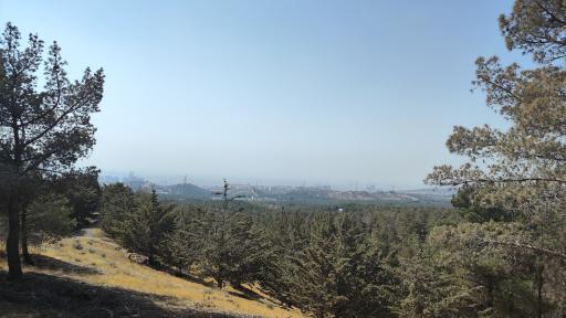 عکس بوستان جنگلی یاس شمالی