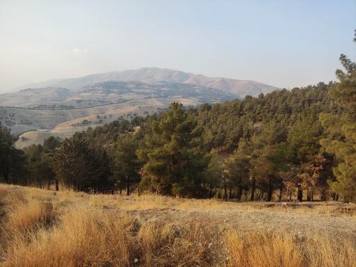 عکس بوستان جنگلی یاس شمالی