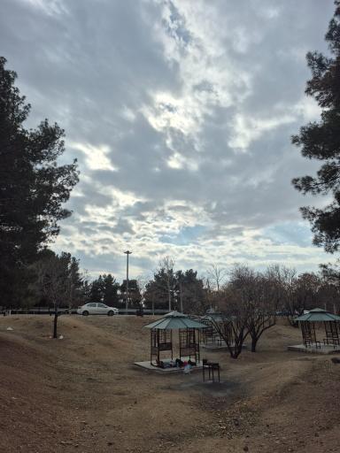 عکس بوستان جنگلی یاس شمالی