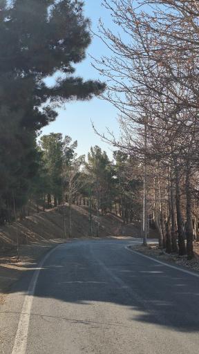 عکس بوستان جنگلی یاس شمالی