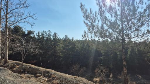 عکس بوستان جنگلی یاس شمالی