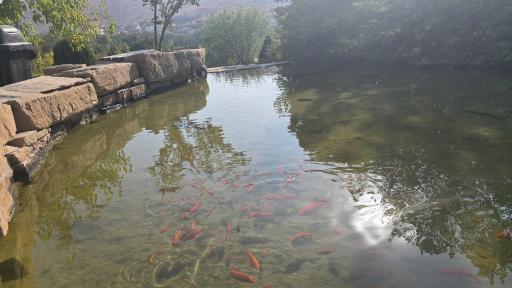 عکس برکه باغ گلها