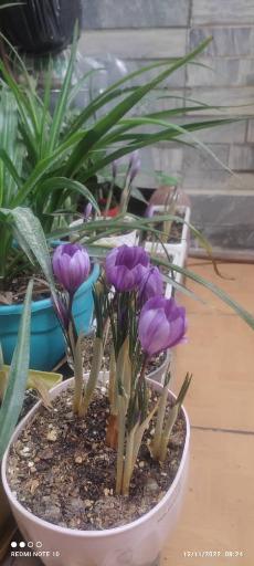 عکس زعفران نوین قائن 