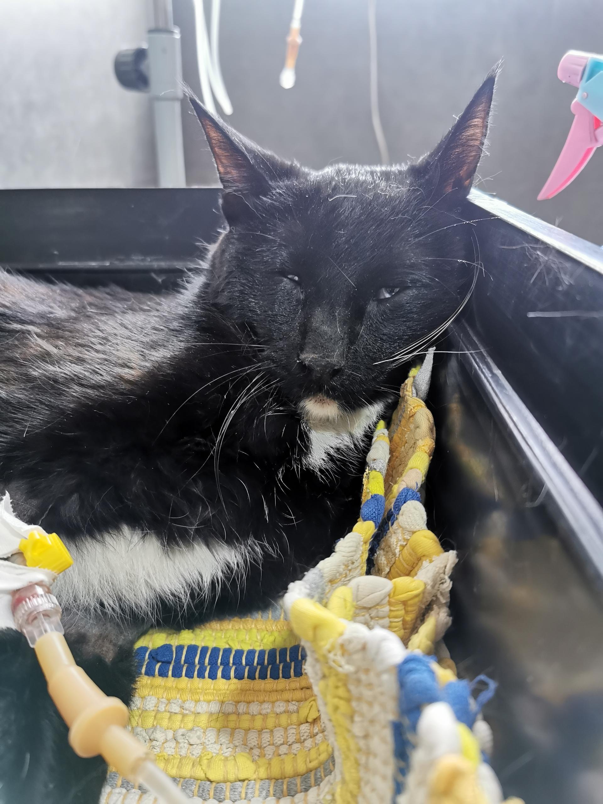 عکس کلینیک دامپزشکی آی وت