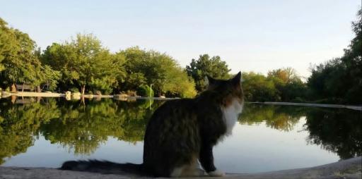 دریاچه رویشگاه چین و ژاپن