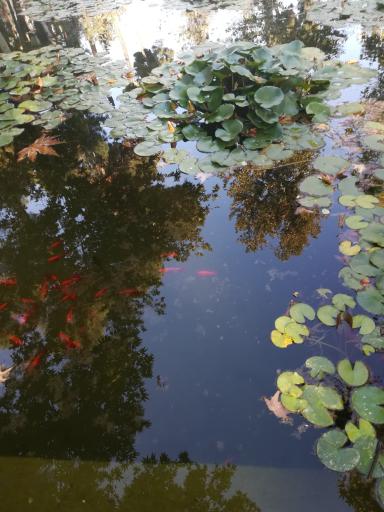 عکس دریاچه رویشگاه چین و ژاپن