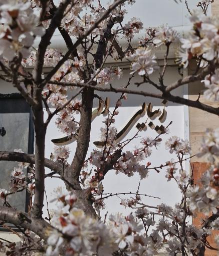 عکس زیبایی الی تاج