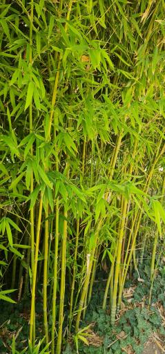 دریاچه رویشگاه چین و ژاپن